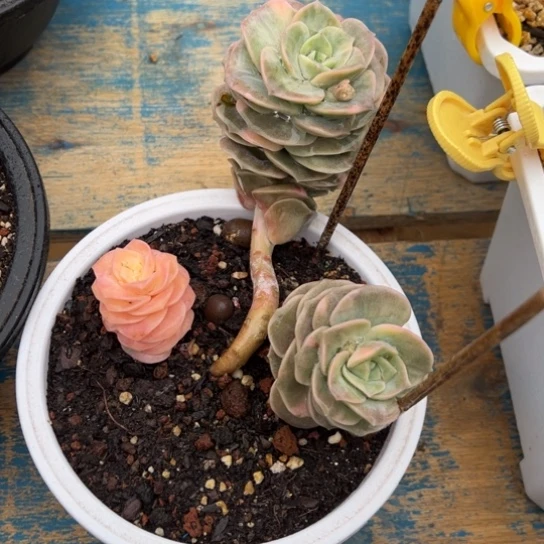 可爱玫瑰锦 夏鸣园艺