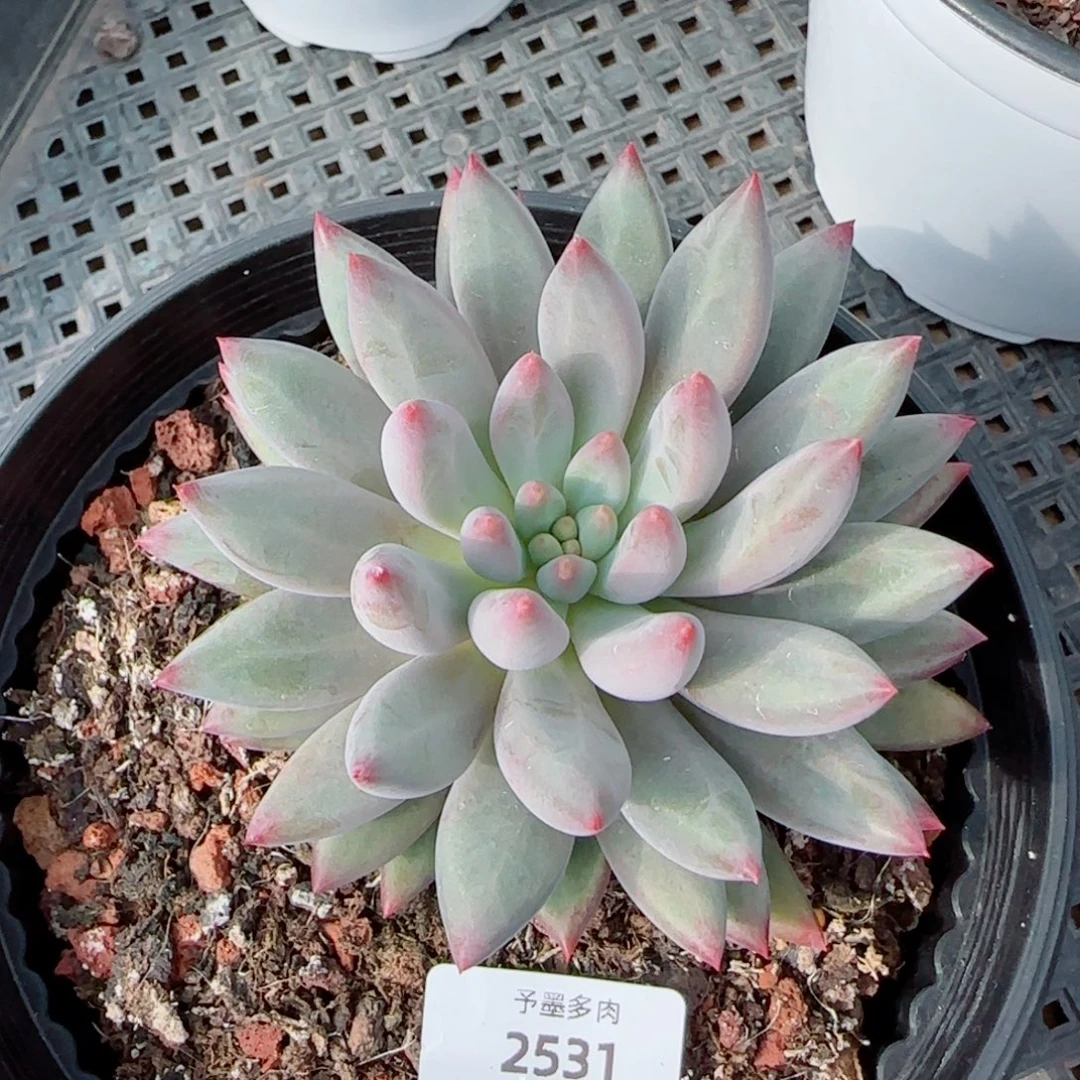 彩体虞美人，2531多肉植物