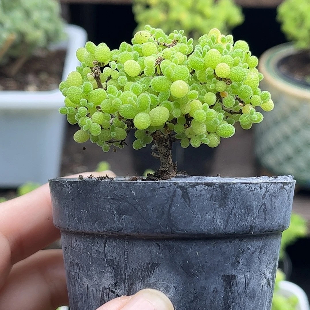 002蜜桔糖球优选枝干番杏