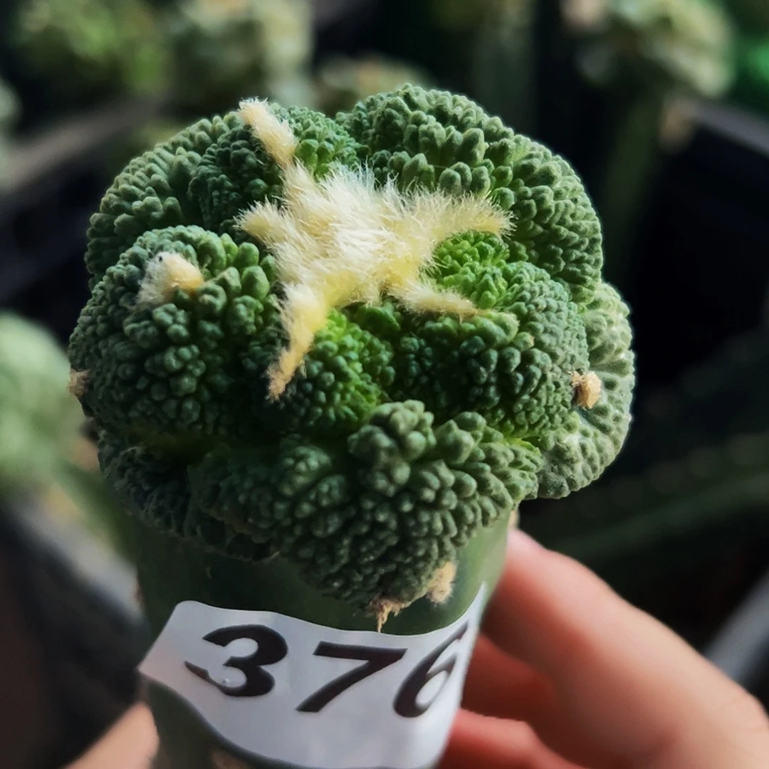 无花朵福利大尤龟甲牡丹376