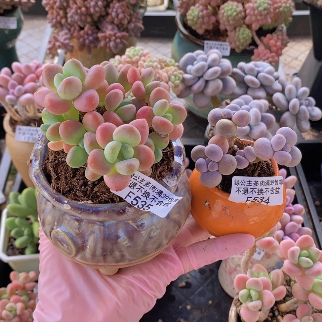 富****贴洛神橙奶各一多肉植物