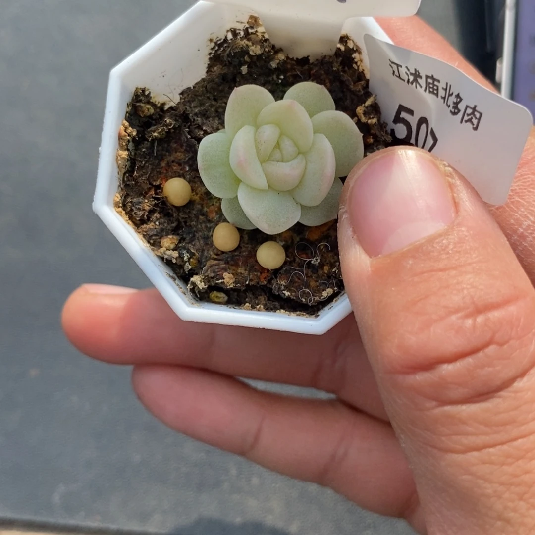 标签507白冰一个多肉