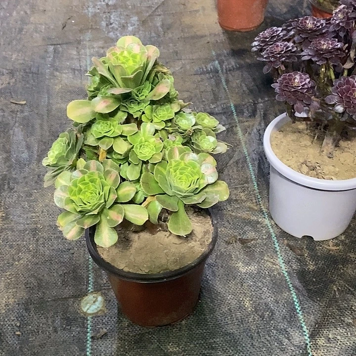 3，流璃134677788889