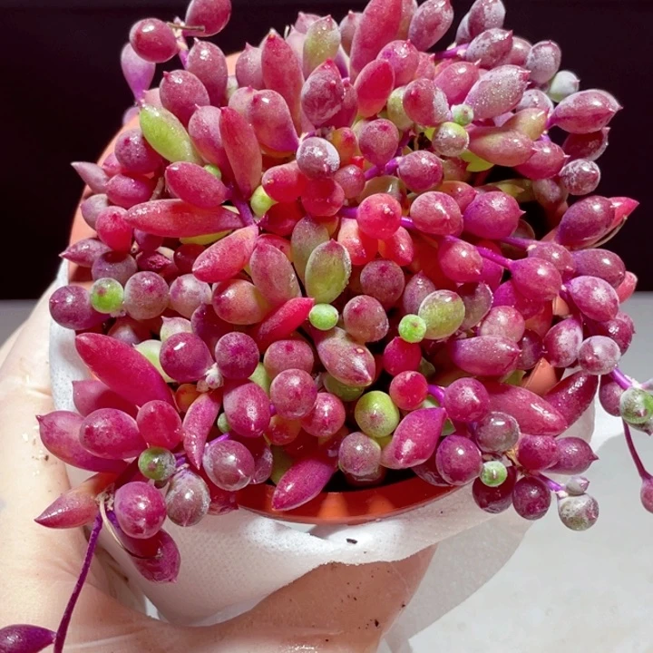 紫玄月样品1颗带盆发货