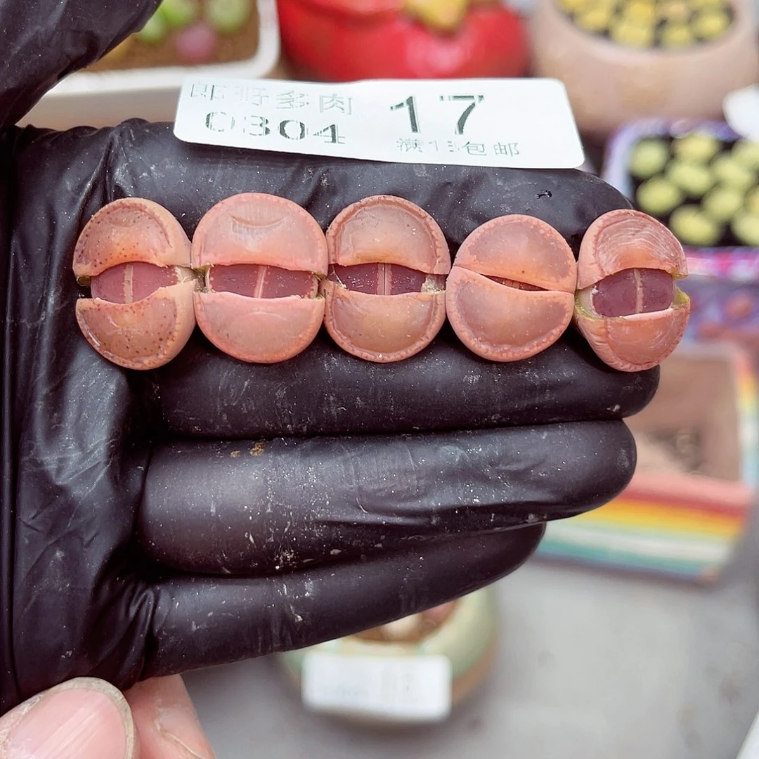 郎哥多肉生日花4-17