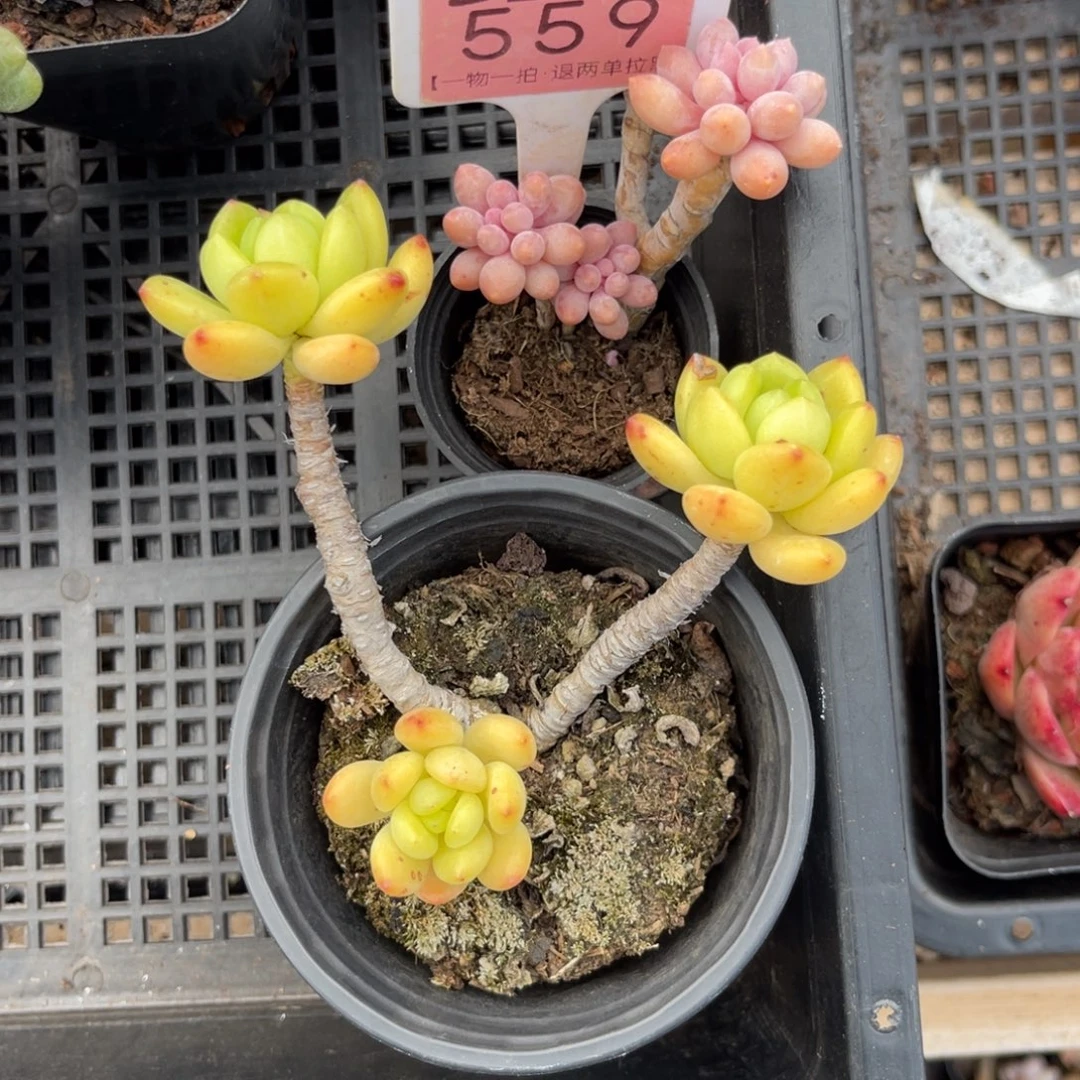 。***。云尘多肉一物一拍559