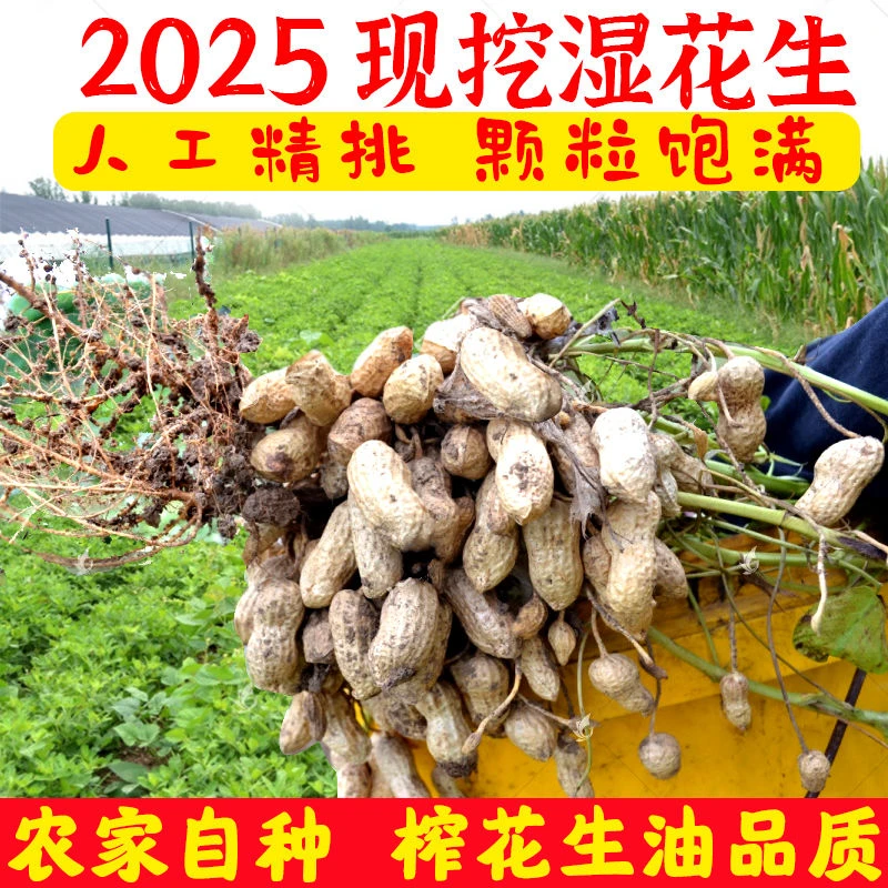 新鲜现挖带壳带泥湿花生可水煮生吃口感脆爽饱满甘甜