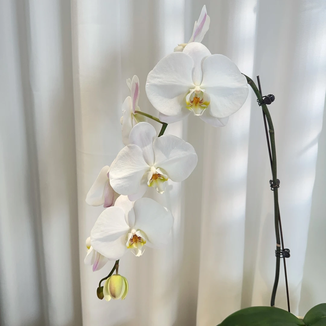 成功优选【大白V3】蝴蝶兰精致组盆花卉盆栽四季植物3.5寸杯