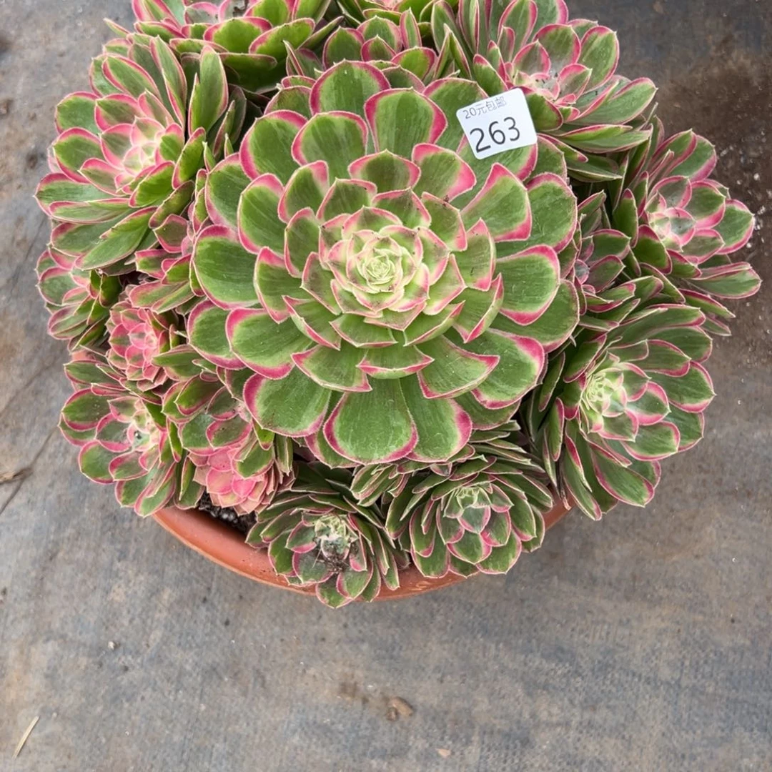 玉*263孔雀翎多肉植物系
