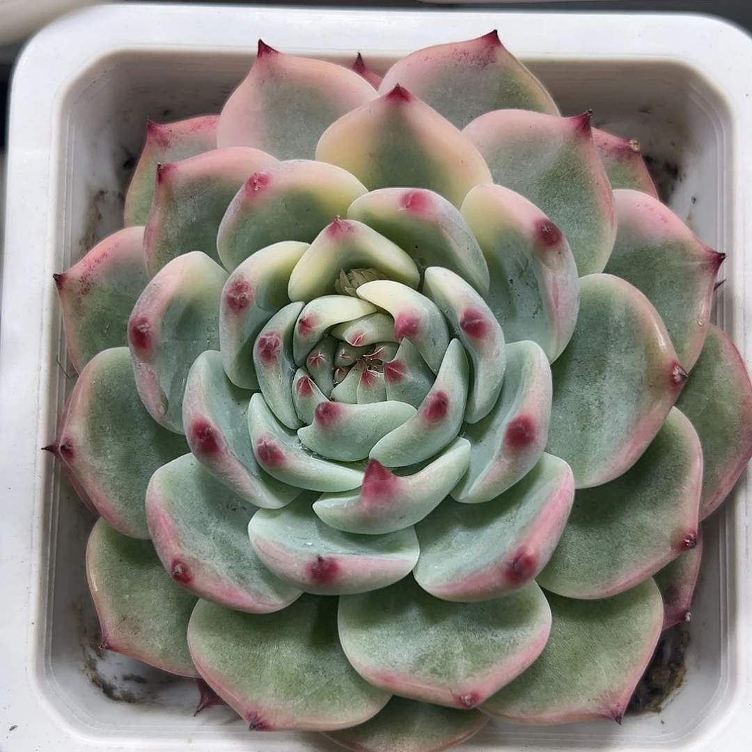 满38包邮花脸吉娃娃