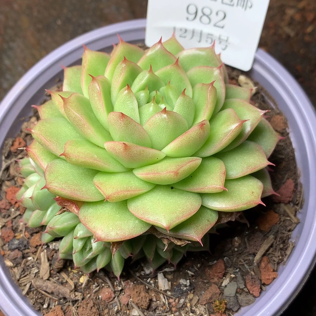 【闪购商品】云982号