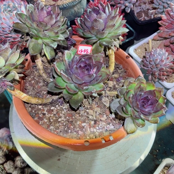 ?*然精品多肉植物老桩