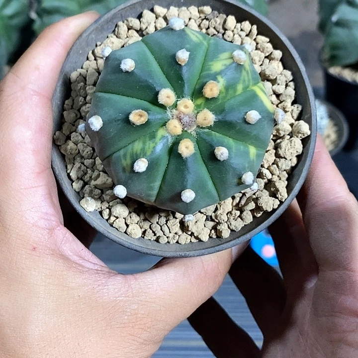 田***喵星兜锦实生脱土发货