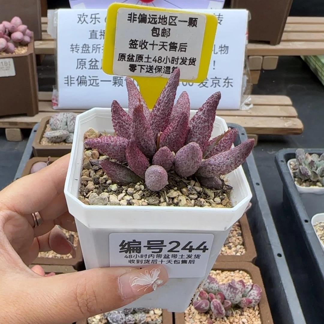 244猪尾巴多肉植物