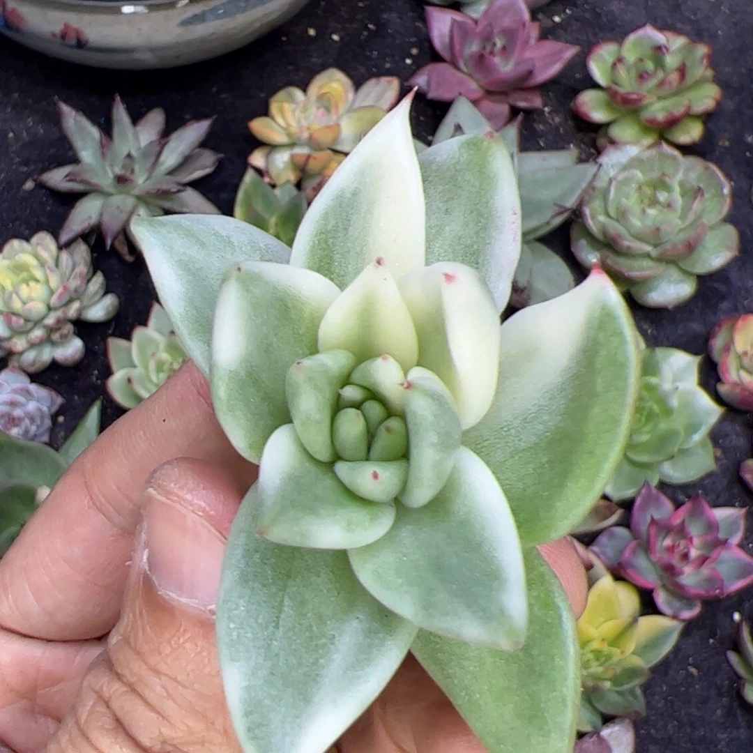 白马，多肉植物组合