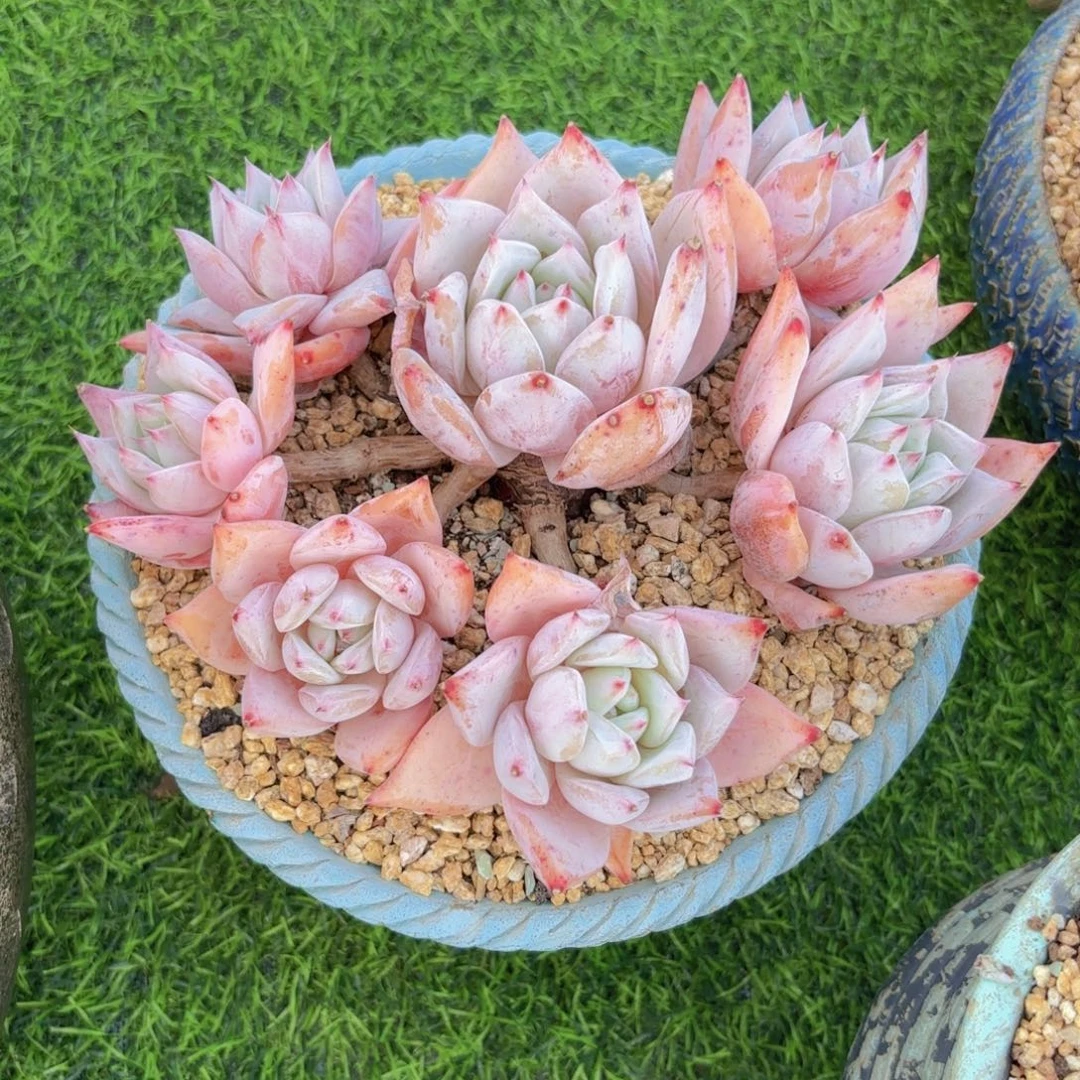 一物一拍，祖母绿手捧