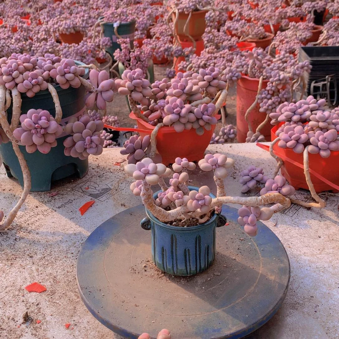 63一物一拍桃蛋不带盆