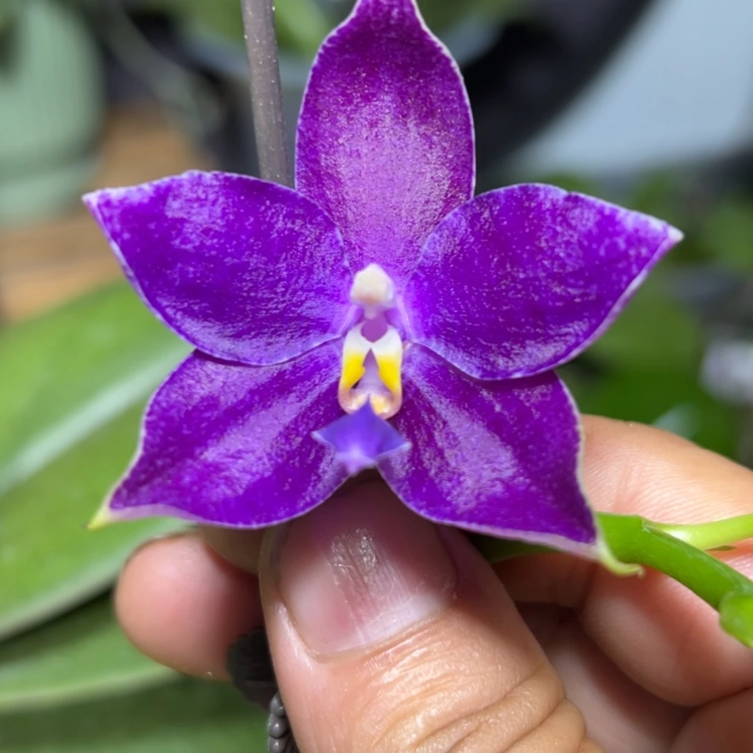 大部分开放少量花苞