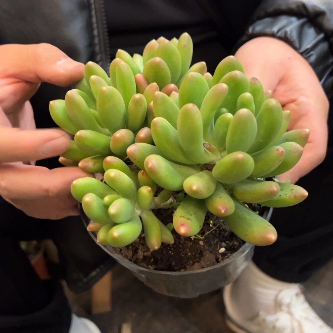 金禅四头多肉植物