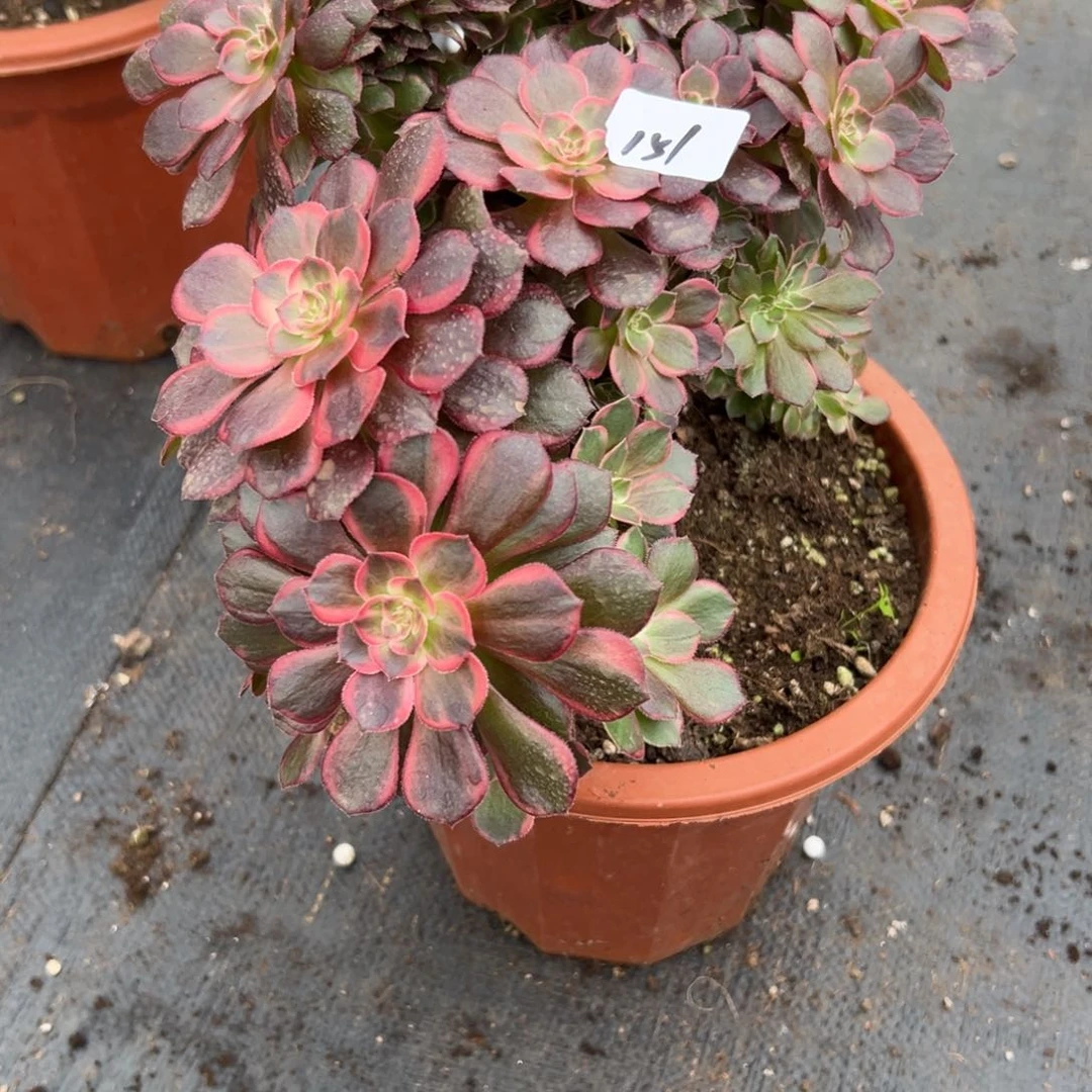 喝****?151黑魔锦缀有瑕疵多肉多肉多肉