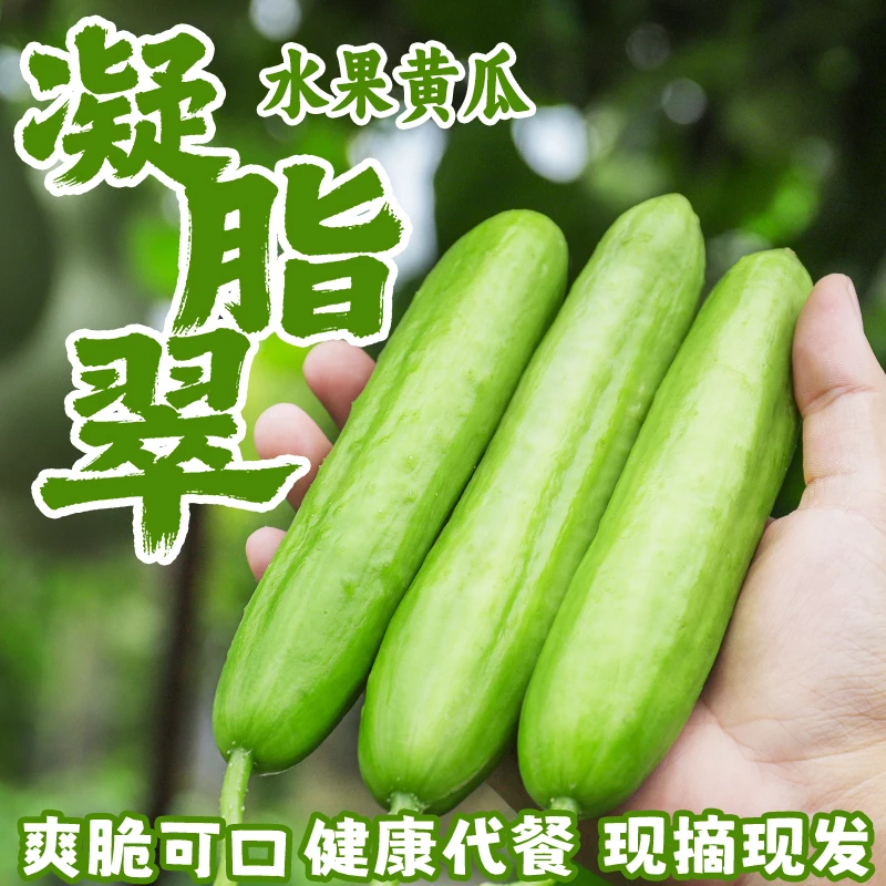 【乡野侣行·凝脂翠·美人腰水果黄瓜】清脆不涩微甜绿心肉多瓤少控体
