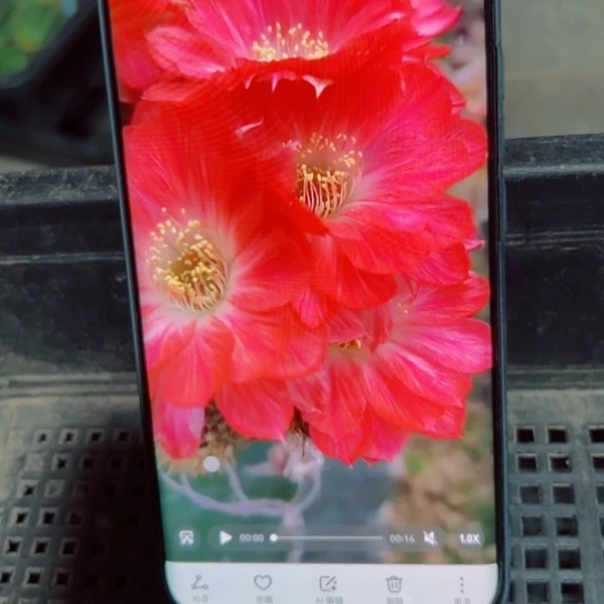 下26丽花红羽歪无根侧芽2一3公分左右20包邮