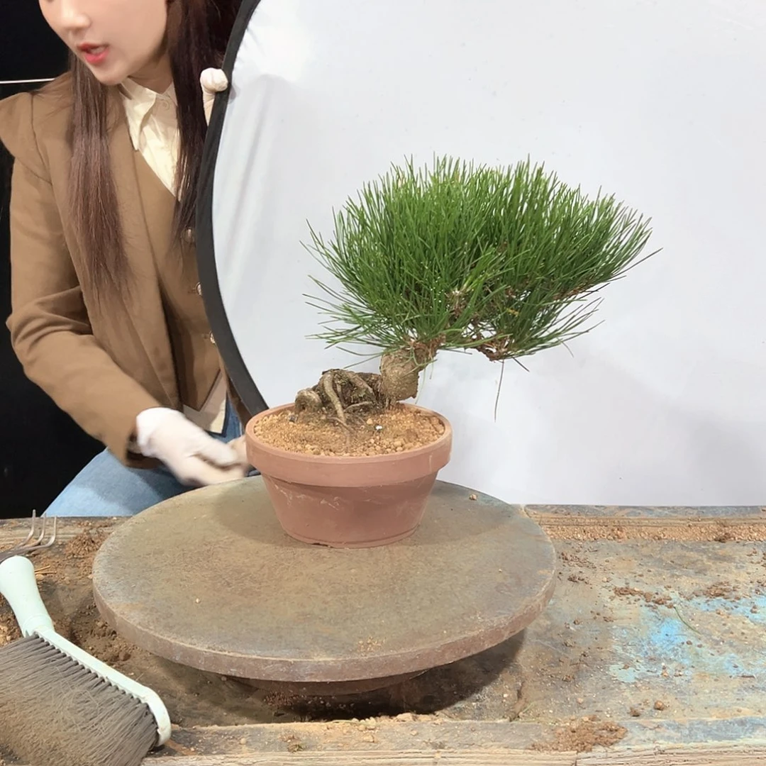 无花朵黑松老盆口黑松