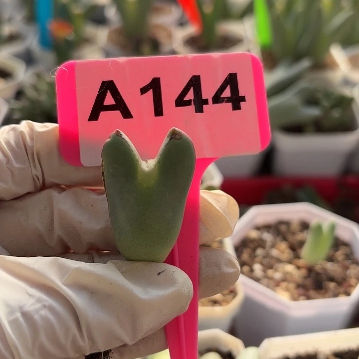 西****144要犹犹豫豫小心翼翼