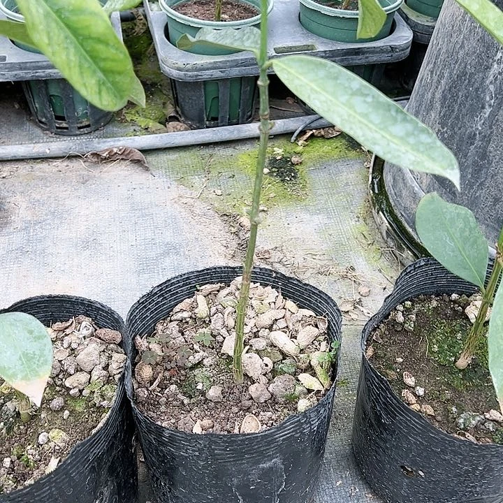 @****庄124456666666666