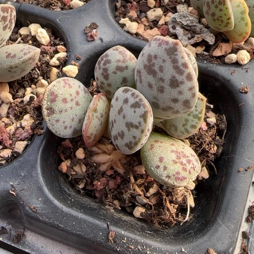 富**方花蛋水泡多肉植物