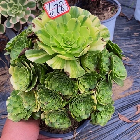 七彩法师老桩捧花678号
