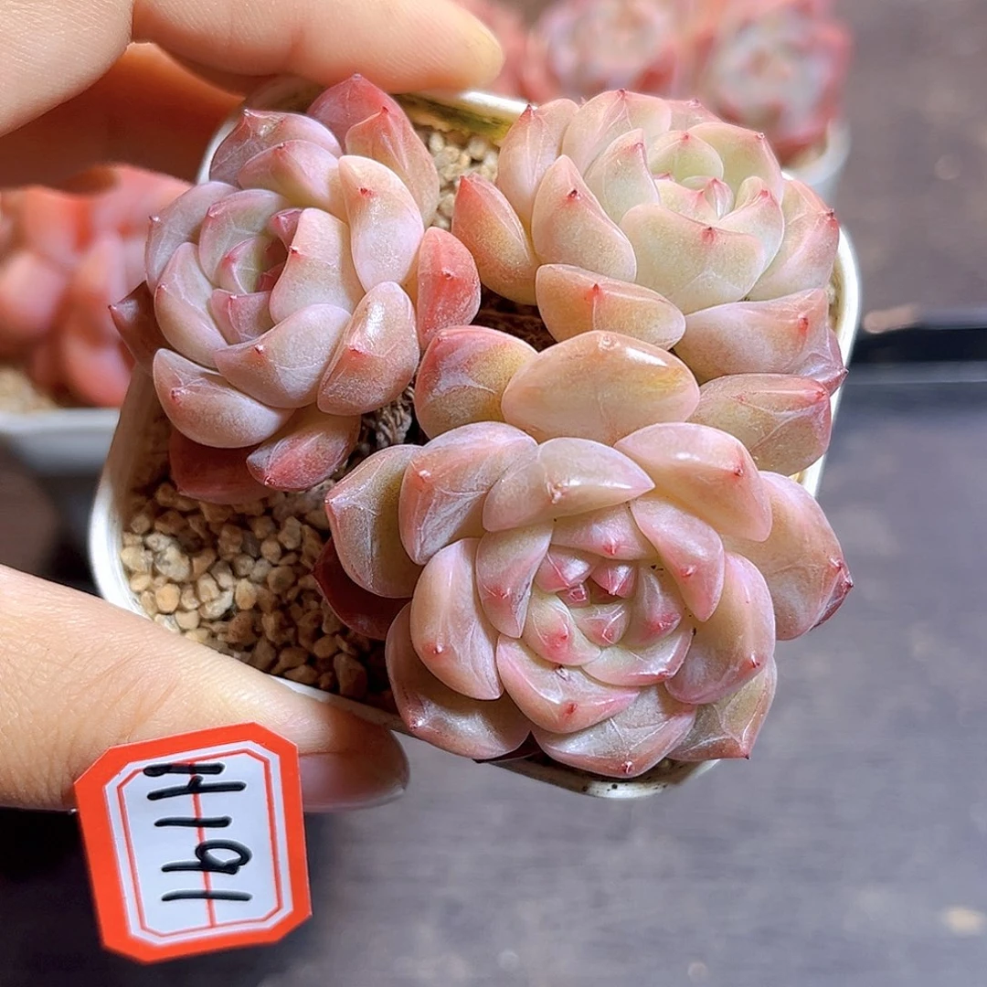 H191  新品珍妮满18包邮