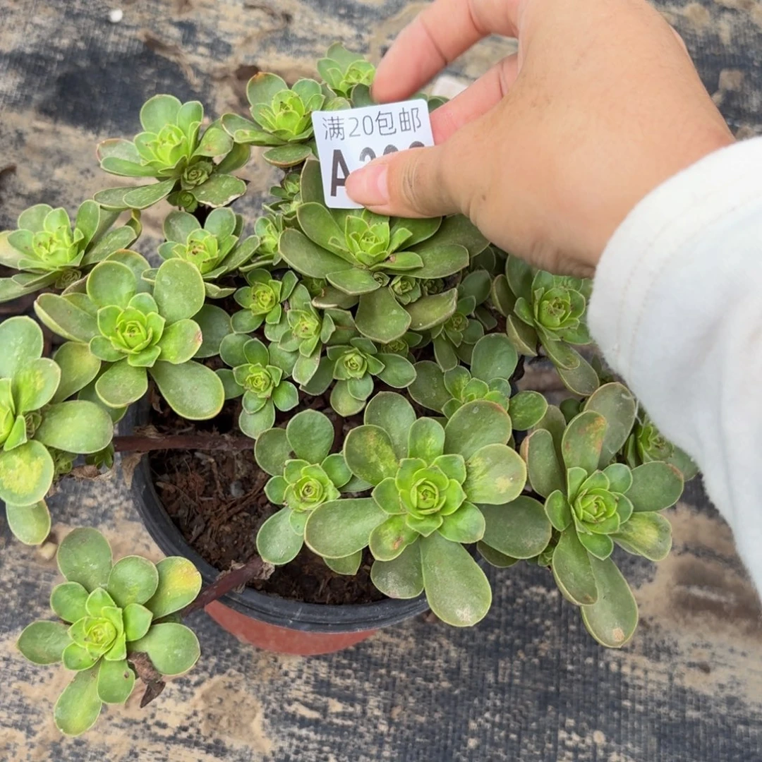 306多肉植物捧花的时候