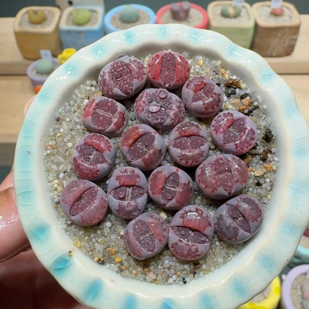 红陶蘑菇1231紫李