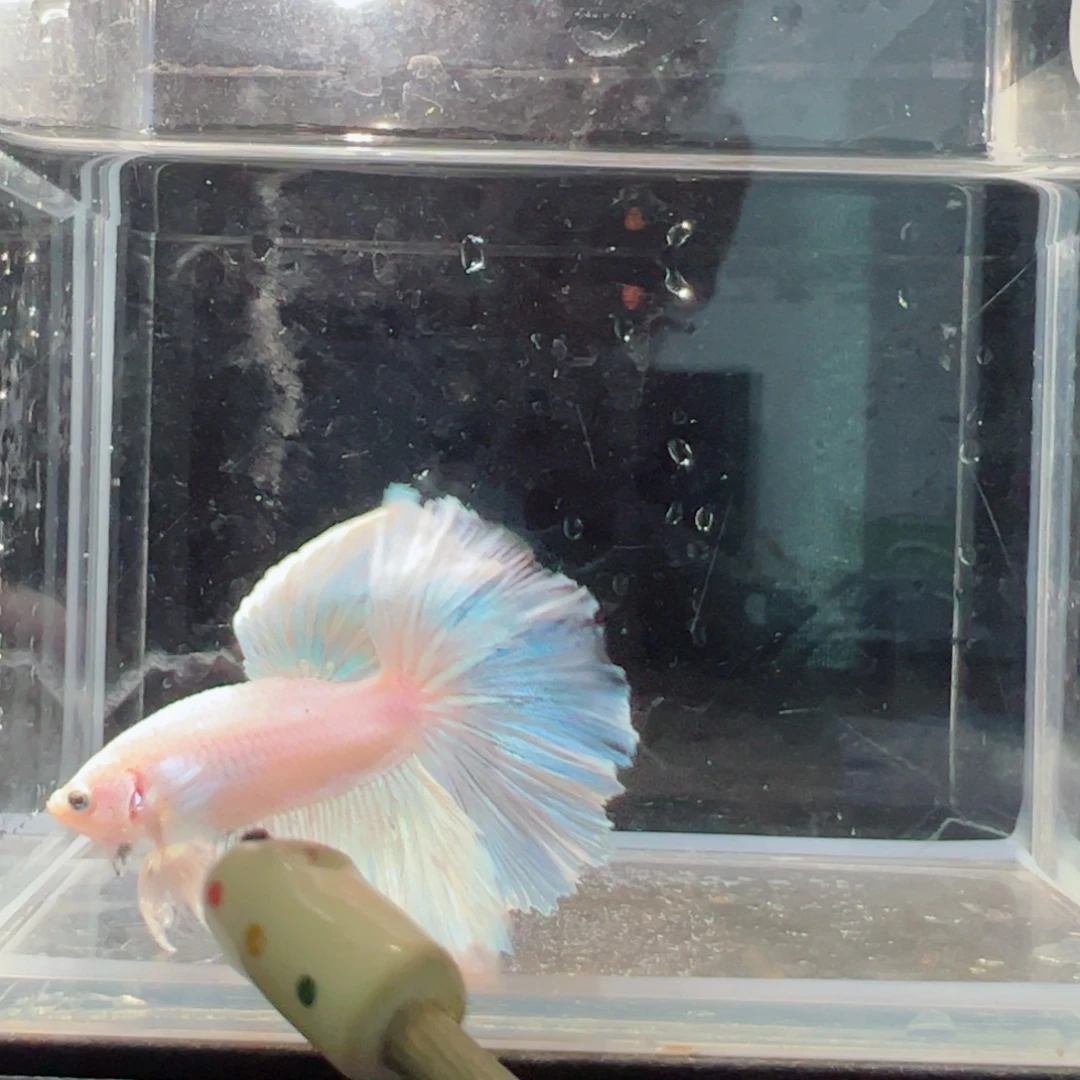 斗鱼浅色仙仙裙特殊尾