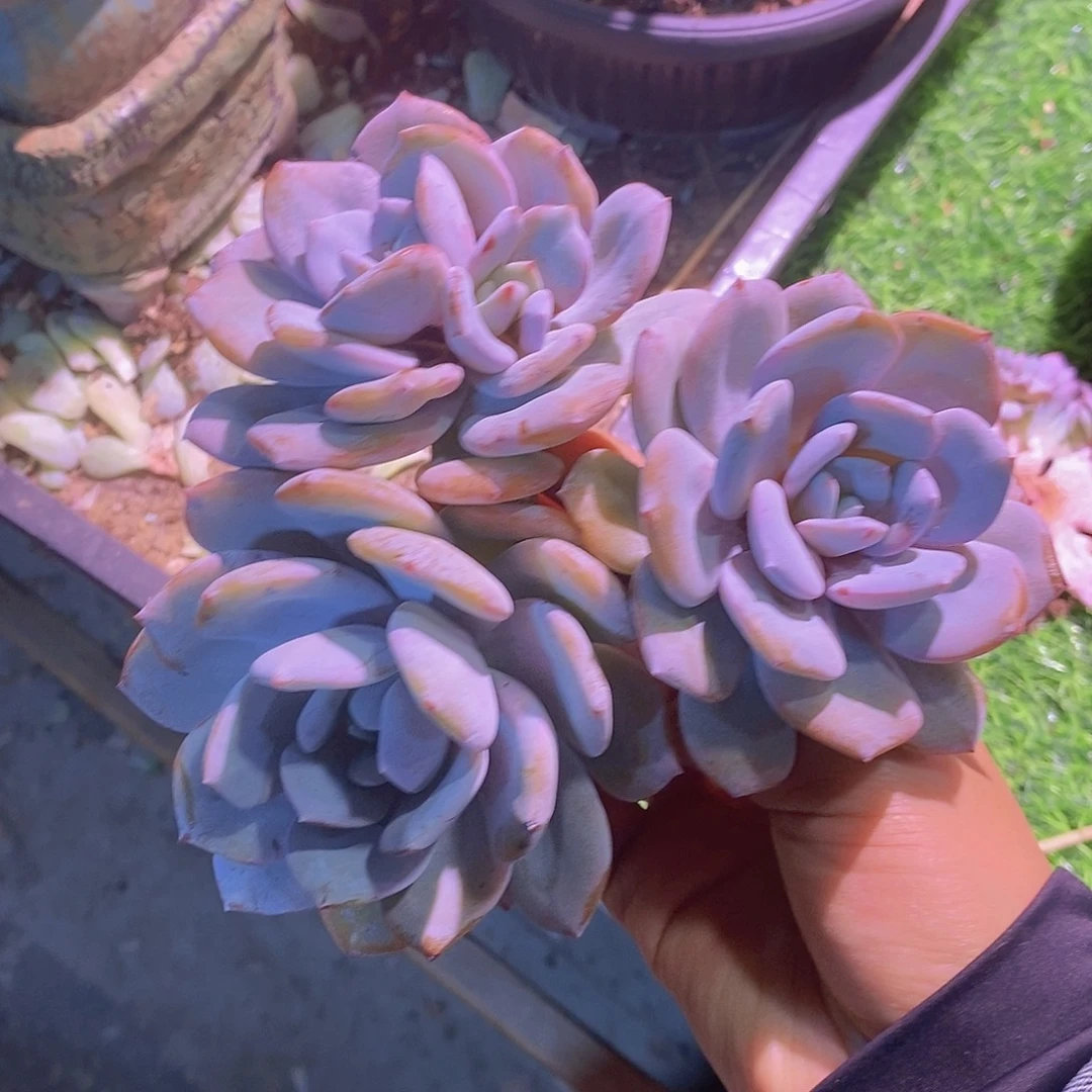 奶茶四头