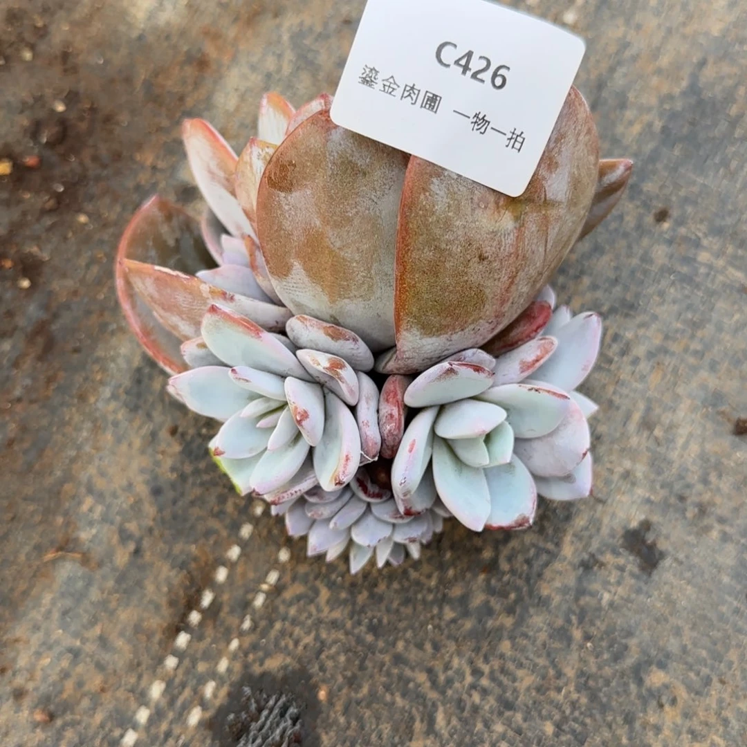 C426奶茶带缀