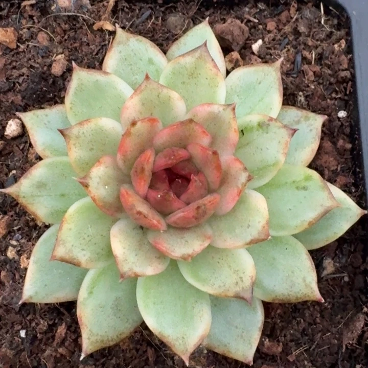 黑水晶锦一物一拍