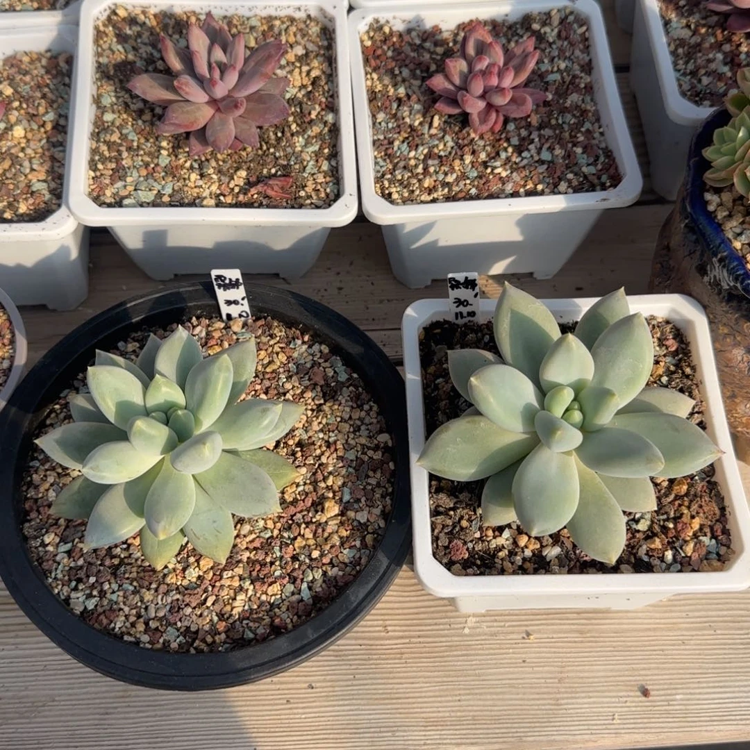 哥特萝莉一物一拍