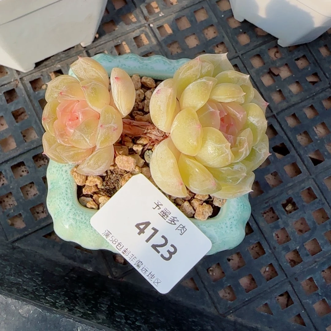 白恋，4123多肉植物