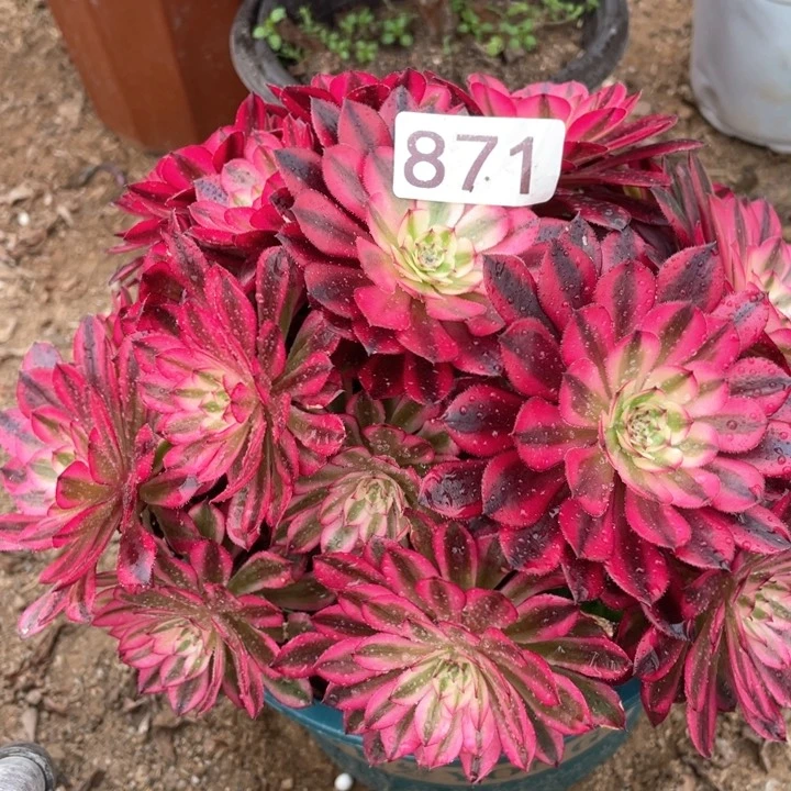 小*子871:多肉黑铜白