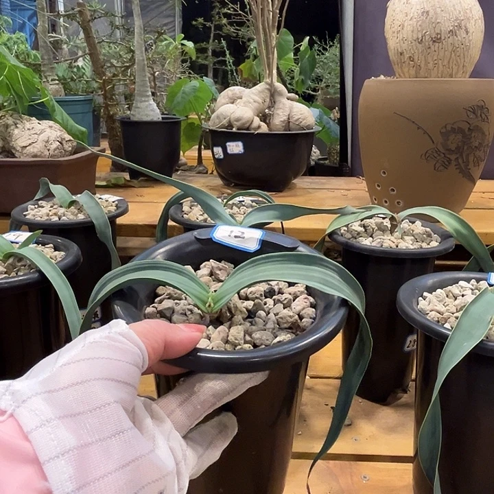 潮流植物百岁兰12