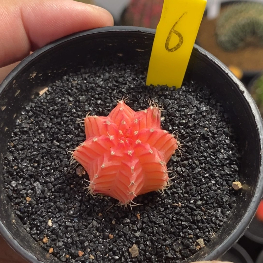 精品米哈—脱土发货29