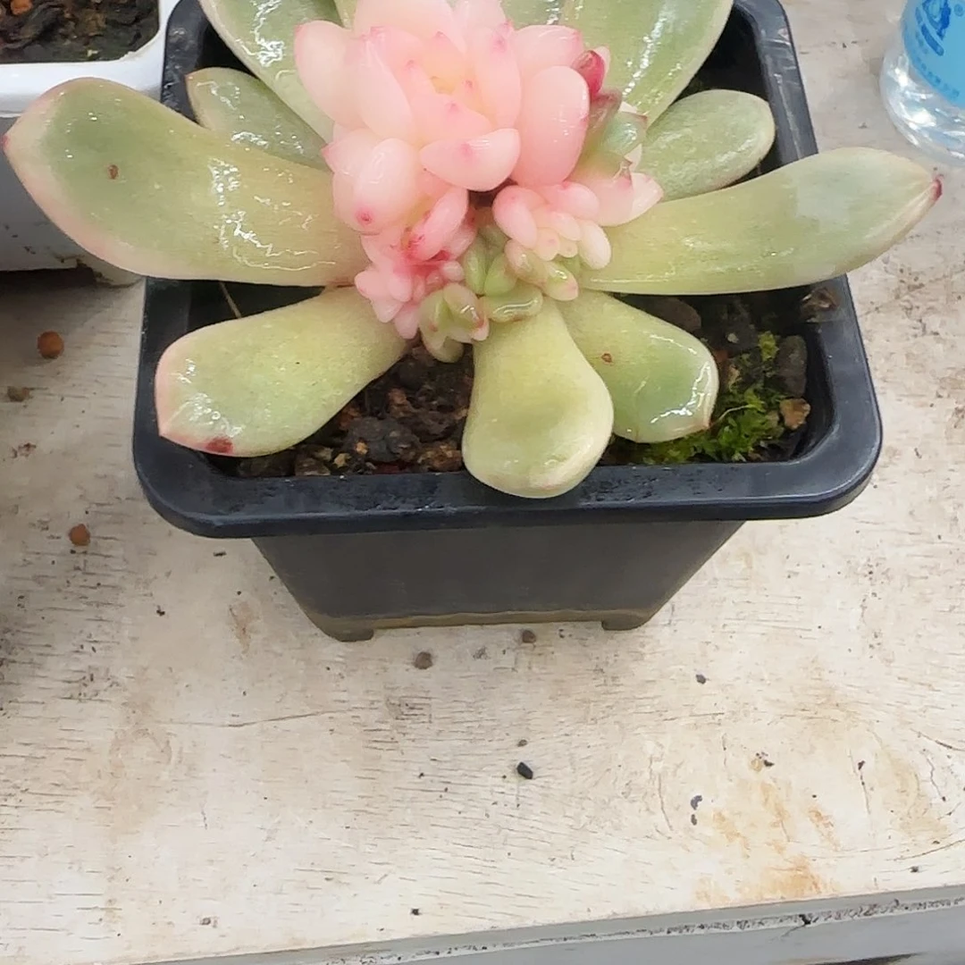 爱****子圆子梦露底座锦多肉zhi w