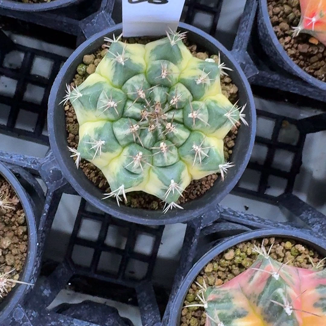 L248-1130广东发货