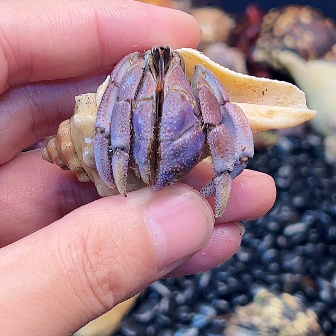 2.2口香芋紫里拉一只