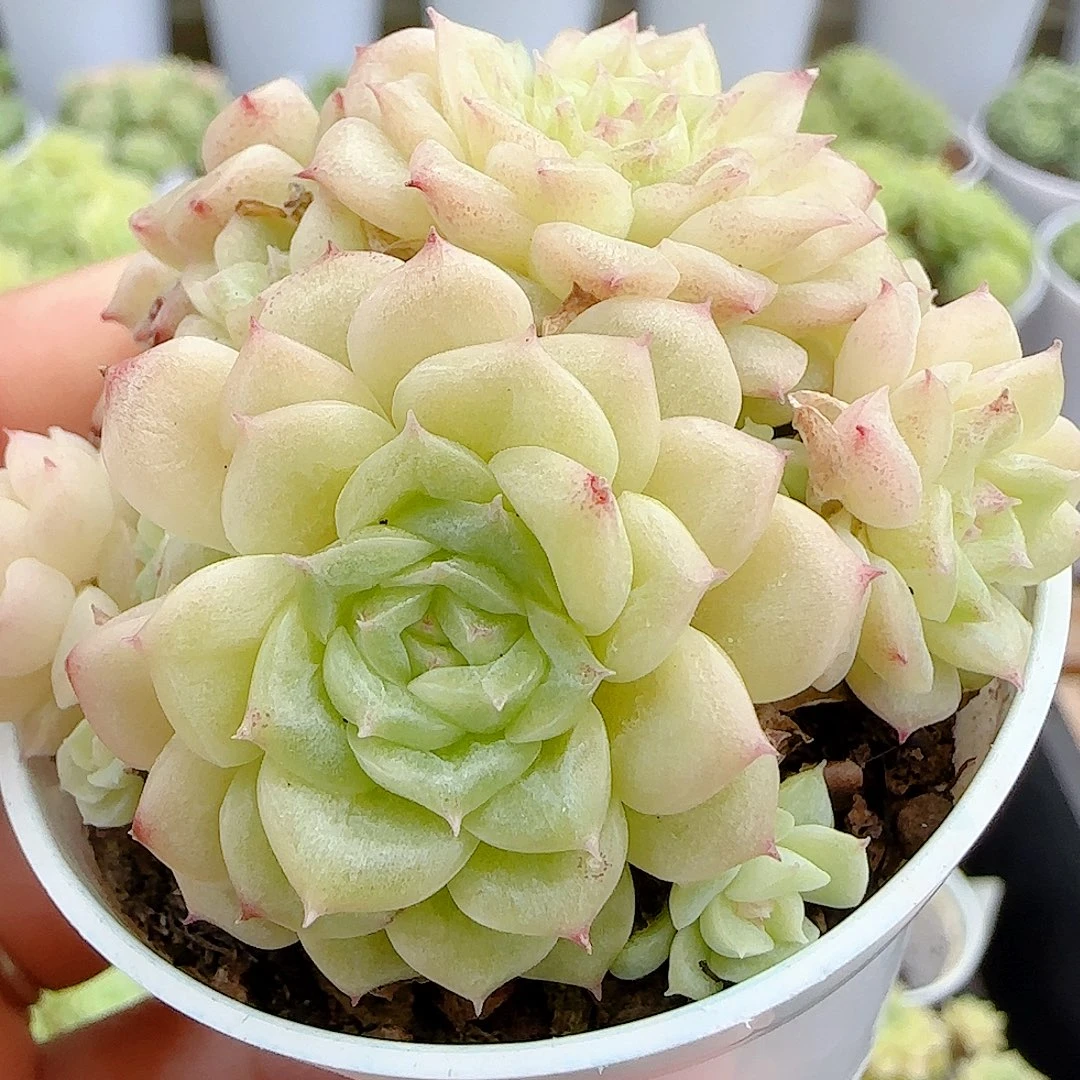 【闪购商品】0928-19小魔仙