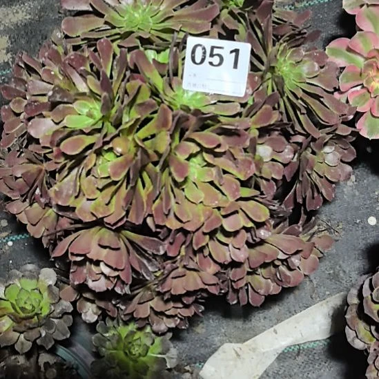 051黑瞳湖2-4花花