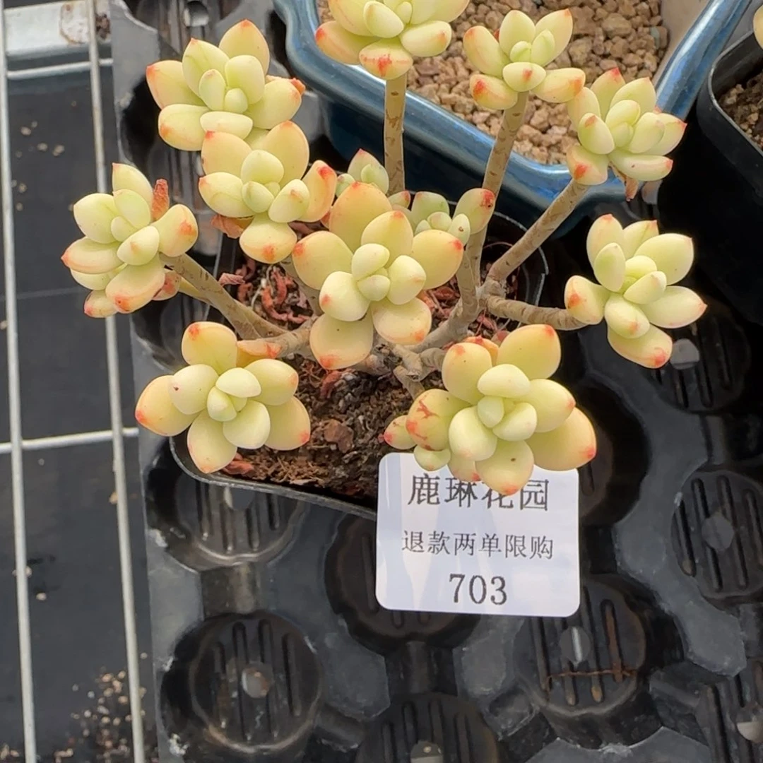 S****.多肉很小看清楚下单拒绝非品质售后703