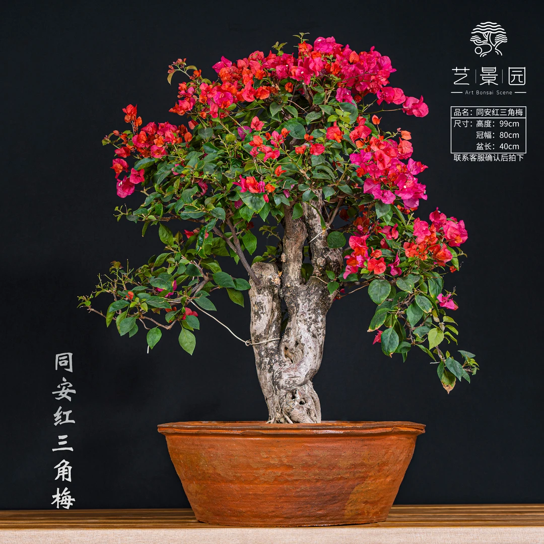 【王子的花园-晓玲】三角梅通用链接一物一拍  直播间截图为准（980）